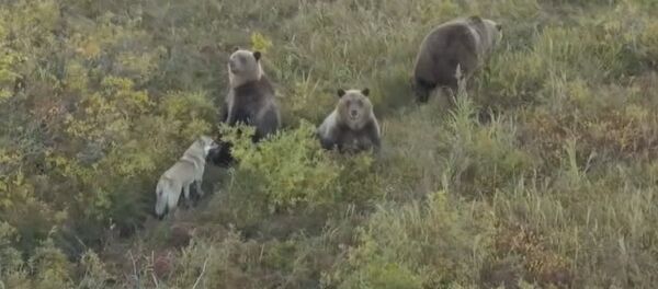  Собака – друг медведя: как бездомная лайка вошла в семью косолапых - Sputnik Таджикистан