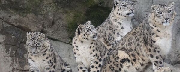 Снежные барсы, архивное фото - Sputnik Таджикистан