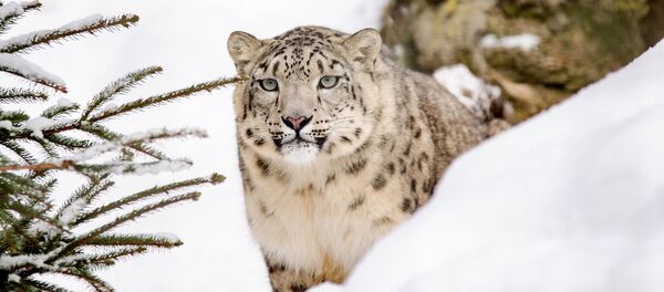 Снежный барс, архивное фото Снежный барс, архивное фото - Sputnik Таджикистан