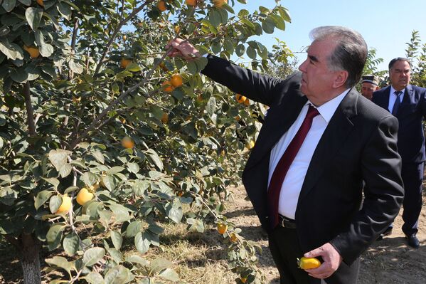 Эмомали Рахмон посетил фруктовые сады в районе Джаббор Расулов - Sputnik Тоҷикистон