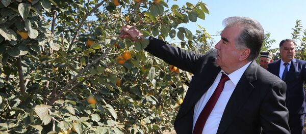 Эмомали Рахмон посетил фруктовые сады в районе Джаббор Расулов - Sputnik Тоҷикистон