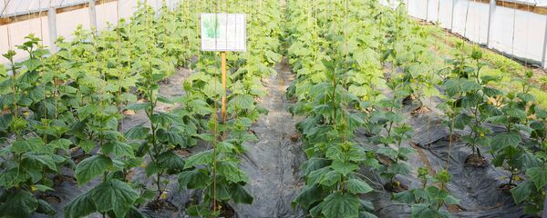 Теплица с огурцами, архивное фото - Sputnik Тоҷикистон