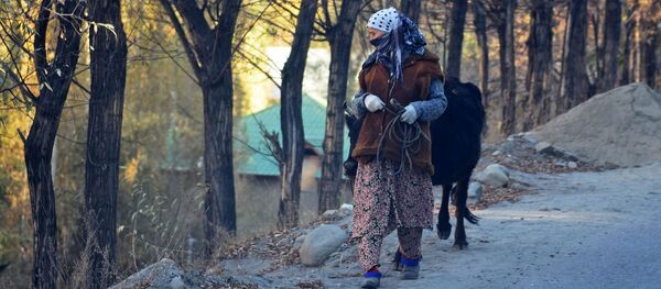 Местная жительница Восейского района перегоняет бычка - Sputnik Тоҷикистон