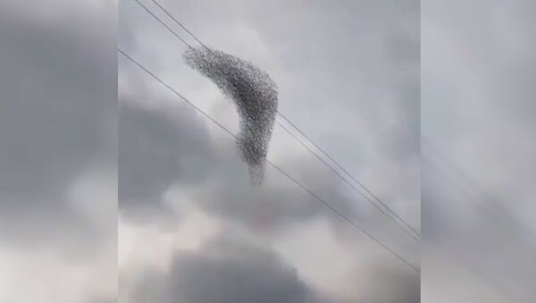 Потрясающий танец птиц в небе Краснодара - видео - Sputnik Таджикистан