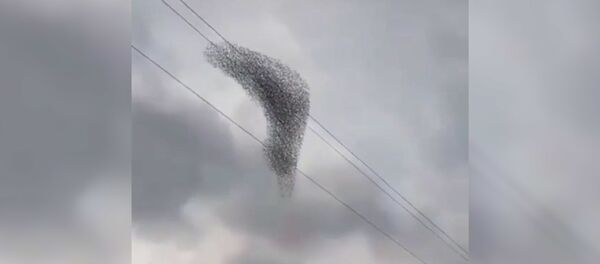 Потрясающий танец птиц в небе Краснодара - видео Потрясающий танец птиц в небе Краснодара - видео - Sputnik Таджикистан