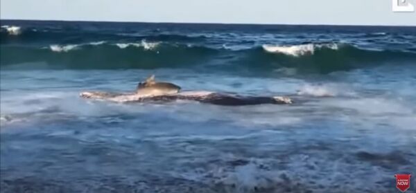 Акула накинулась на мертвого кита и чуть не поплатилась за это - Sputnik Таджикистан