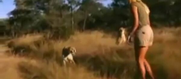 Девушка укротила стаю гепардов — видео - Sputnik Таджикистан