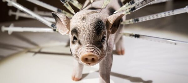 Pork - Sputnik Таджикистан