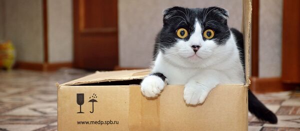 Кот в коробке, архивное фото - Sputnik Таджикистан