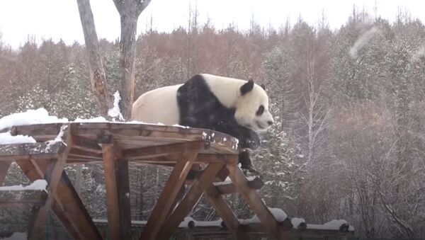 В Китае счастливые от первого снега панды попали на видео - Sputnik Таджикистан