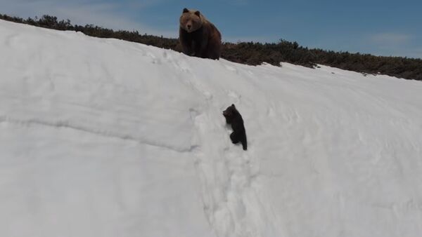 Спасение медвежонка на скальном обрыве - видео - Sputnik Таджикистан