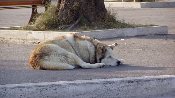 Собака, архивное фото  - Sputnik Таджикистан