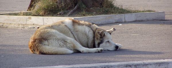 Собака, архивное фото  - Sputnik Таджикистан