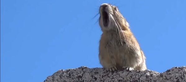 Зверюшка спела хит Queen и стала рок-звездой - видео - Sputnik Таджикистан