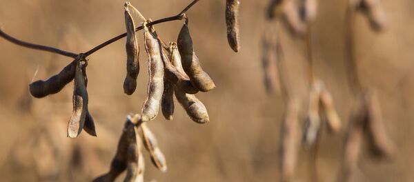 Уборка сои - Sputnik Таджикистан
