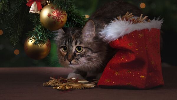 Кот под новогодней елкой, архивное фото - Sputnik Таджикистан