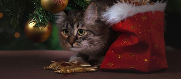 Кот под новогодней елкой, архивное фото - Sputnik Таджикистан