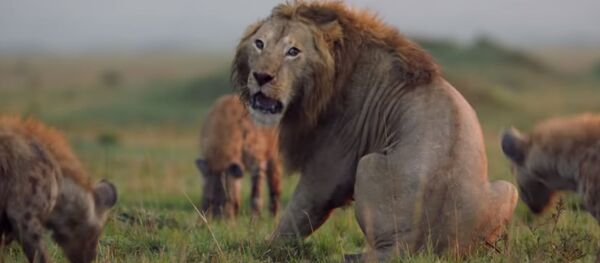 Гиены загнали льва в угол - Sputnik Таджикистан