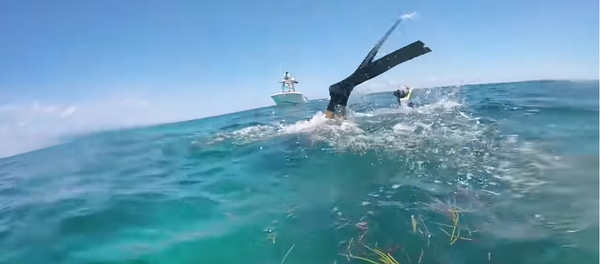 Акула чуть не откусила голову дайверу - Sputnik Таджикистан