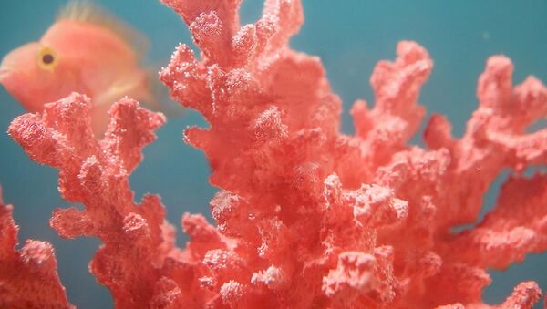 Цвет настроения: коралловый станет главным оттенком 2019 года - 06.12.2018,Sputnik Таджикистан