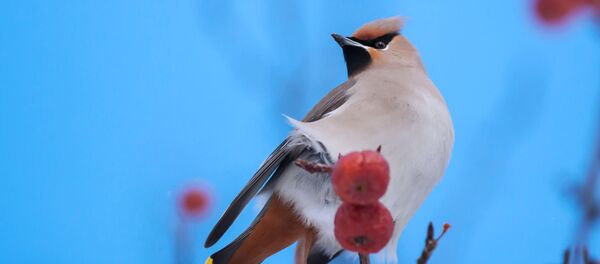 Свиристели поедают плоды ягодной яблони, архивное фото - Sputnik Таджикистан