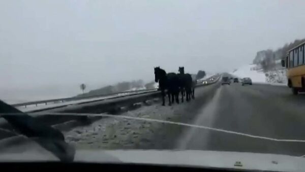 На Северное шоссе Красноярска вышел табун лошадей - Sputnik Таджикистан