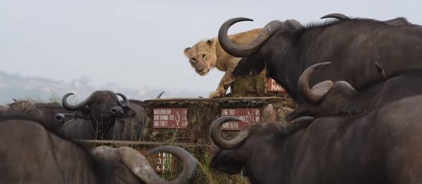 Буйволы загнали львицу в угол, окружив всем стадом, — видео Буйволы загнали львицу в угол, окружив всем стадом, — видео - Sputnik Таджикистан