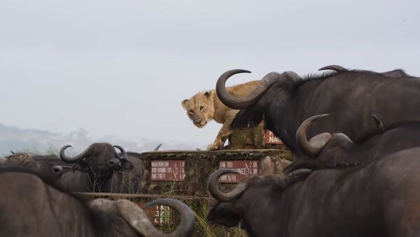 Буйволы загнали львицу в угол, окружив всем стадом, — видео - Sputnik Таджикистан