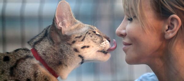 Выставка самых редких домашних кошек в Ботаническом саду МГУ Аптекарский огород Выставка самых редких домашних кошек в Ботаническом саду МГУ Аптекарский огород - Sputnik Таджикистан