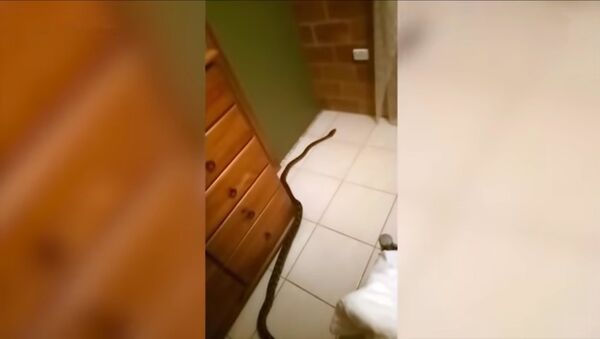 Гигантский питон пробрался в квартиру и спрятался в постели – видео - Sputnik Таджикистан