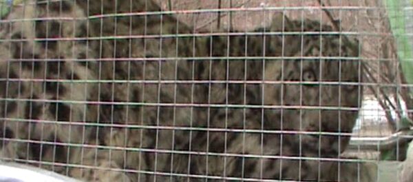 Жители Бадахшана отпустили на волю пойманного снежного барса - Sputnik Тоҷикистон