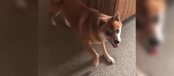 Танцующая собака рассмешила пользователей Сети – забавное видео - Sputnik Таджикистан