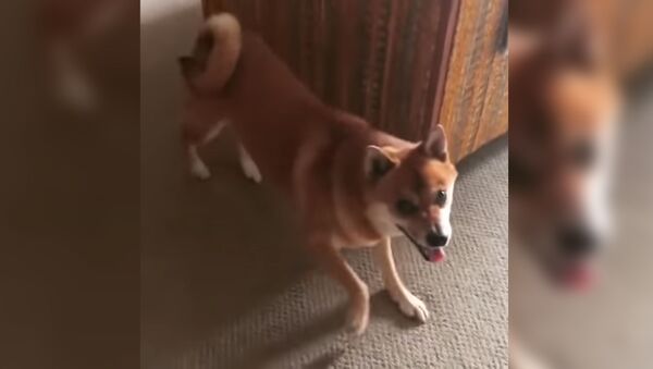Танцующая собака рассмешила пользователей Сети – забавное видео - Sputnik Таджикистан