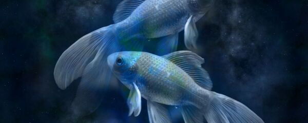 Знак зодиака Рыбы, архивное фото Знак зодиака Рыбы, архивное фото - Sputnik Таджикистан