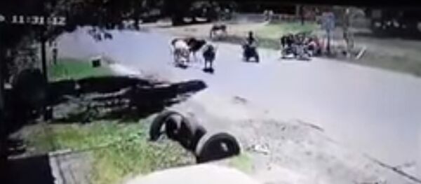 Кунг-фу-корова ударом ног сбила мотоциклистку — видео Кунг-фу-корова ударом ног сбила мотоциклистку — видео - Sputnik Таджикистан