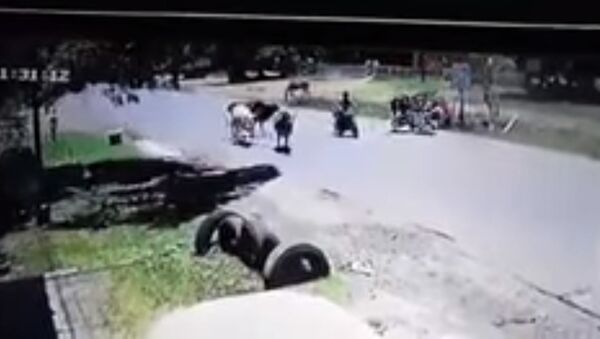 Кунг-фу-корова ударом ног сбила мотоциклистку — видео - Sputnik Таджикистан