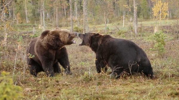 Свирепый бой громадных бурых медведей сняли на видео - Sputnik Таджикистан