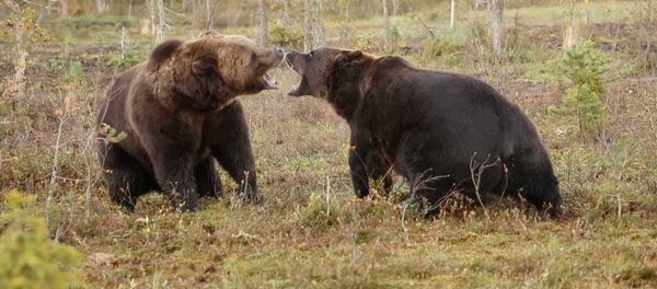 Свирепый бой громадных бурых медведей сняли на видео - Sputnik Таджикистан