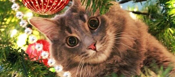 Кошки против елок – видео для новогоднего настроения - Sputnik Таджикистан