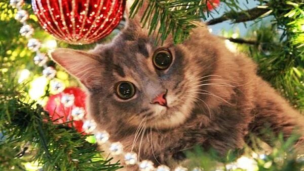 Кошки против елок – видео для новогоднего настроения - Sputnik Таджикистан