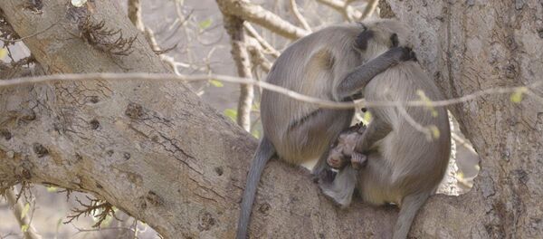 Обезьяна отказывается признать смерть детеныша - Sputnik Таджикистан