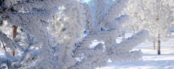 Покрытые инеем ветки елки Покрытые инеем ветки елки - Sputnik Тоҷикистон