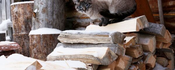 Кошка сидит на дровах  - Sputnik Тоҷикистон