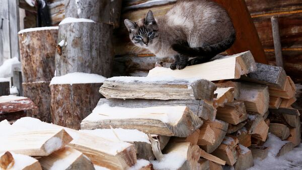 Кошка сидит на дровах  - Sputnik Таджикистан