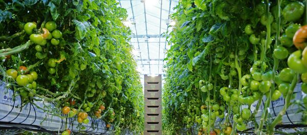 Выращивание томатов в теплице Выращивание томатов в теплице - Sputnik Таджикистан