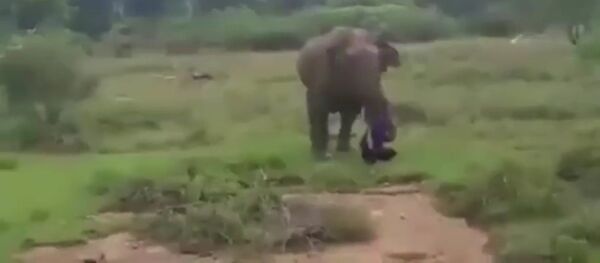 Слон затоптал неумелого гипнотизера Слон затоптал неумелого гипнотизера - Sputnik Таджикистан