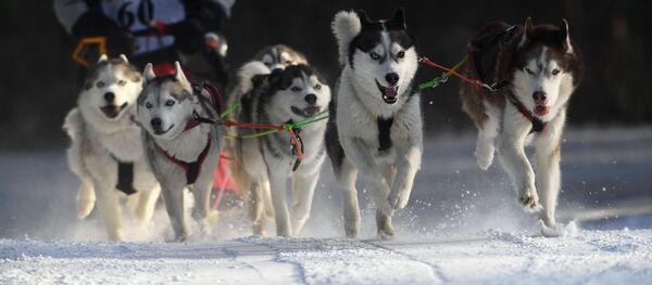 Соревнования по ездовому спорту в Новосибирской области - Sputnik Таджикистан