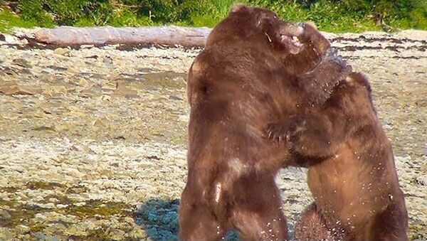 Медведь проучил сородича за то, что обидел медведицу с детенышем - Sputnik Таджикистан