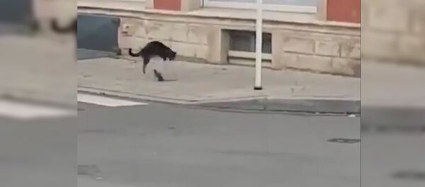 Крыса гонит кошку - видео Крыса гонит кошку - видео - Sputnik Таджикистан