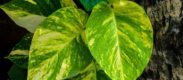 Золотистый эпипремнум, архивное фото - Sputnik Таджикистан